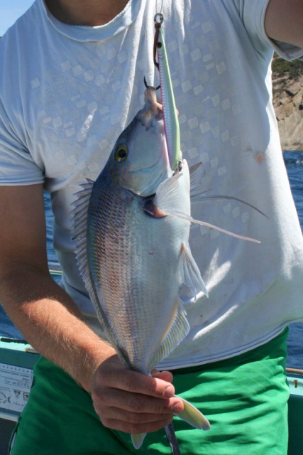 Queen Snapper on jig